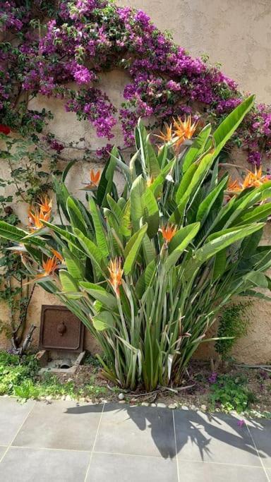 Appartement En Rez De Jardin Et Terrasse Ds Villa Hyères Kültér fotó